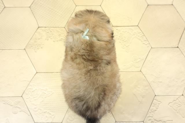 静岡県のペキニーズ (Coo&RIKU浜松店/2025年8月25日生まれ/男の子/フォーン)の子犬の4枚目の画像