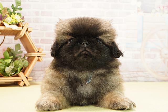静岡県のペキニーズ (Coo&RIKU静岡SBS通り店/2025年8月25日生まれ/男の子/フォーン)の子犬の1枚目の画像