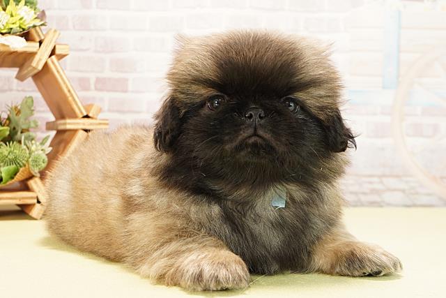 静岡県のペキニーズ (Coo&RIKU静岡SBS通り店/2025年8月25日生まれ/男の子/フォーン)の子犬の2枚目の画像