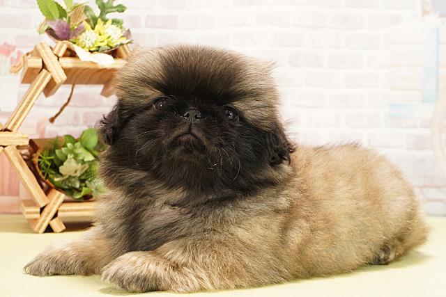 静岡県のペキニーズ (Coo&RIKU静岡SBS通り店/2025年8月25日生まれ/男の子/フォーン)の子犬の3枚目の画像