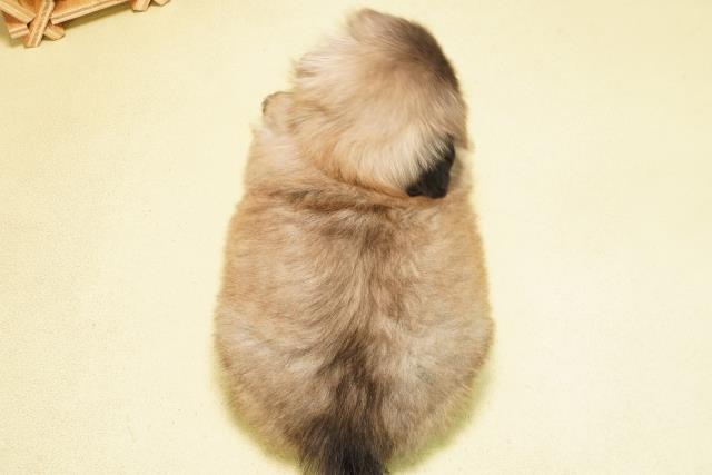 静岡県のペキニーズ (Coo&RIKU静岡SBS通り店/2025年8月25日生まれ/男の子/フォーン)の子犬の4枚目の画像