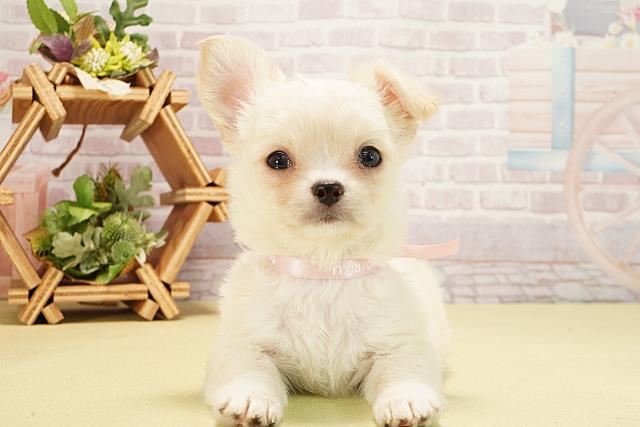 静岡県のチワワ(ロング) (Coo&RIKU沼津店/2025年8月31日生まれ/女の子/クリームホワイト)の子犬の1枚目の画像