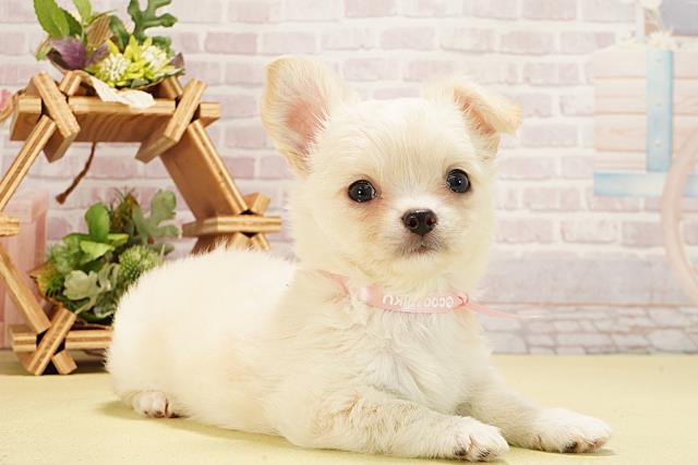 静岡県のチワワ(ロング) (Coo&RIKU沼津店/2025年8月31日生まれ/女の子/クリームホワイト)の子犬の2枚目の画像