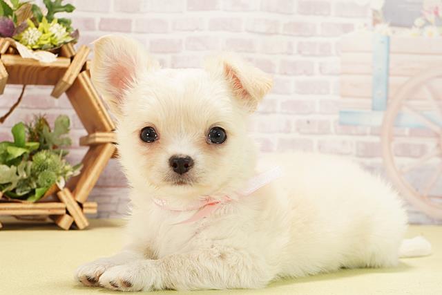 静岡県のチワワ(ロング) (Coo&RIKU沼津店/2025年8月31日生まれ/女の子/クリームホワイト)の子犬の3枚目の画像