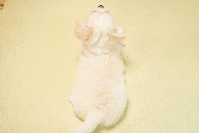 静岡県のチワワ(ロング) (Coo&RIKU沼津店/2025年8月31日生まれ/女の子/クリームホワイト)の子犬の4枚目の画像