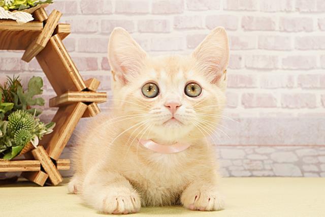 岐阜県のマンチカン (Coo&RIKU岐阜店/2025年9月2日生まれ/男の子/クリームタビー)の子猫の1枚目の画像