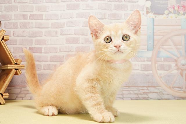 岐阜県のマンチカン (Coo&RIKU岐阜店/2025年9月2日生まれ/男の子/クリームタビー)の子猫の2枚目の画像