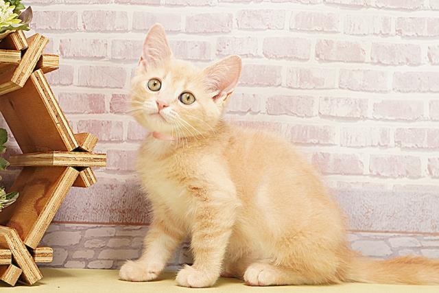 岐阜県のマンチカン (Coo&RIKU岐阜店/2025年9月2日生まれ/男の子/クリームタビー)の子猫の3枚目の画像