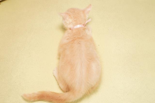 岐阜県のマンチカン (Coo&RIKU岐阜店/2025年9月2日生まれ/男の子/クリームタビー)の子猫の4枚目の画像