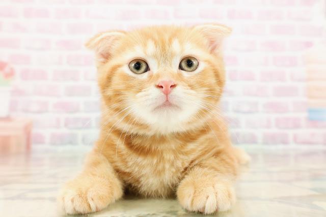 東京都のスコティッシュフォールド (Coo&RIKU高円寺店/2025年9月2日生まれ/男の子/レッドタビー)の子猫の1枚目の画像