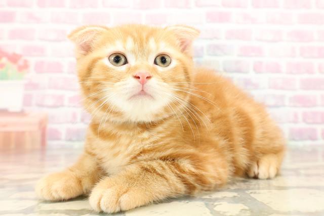 東京都のスコティッシュフォールド (Coo&RIKU高円寺店/2025年9月2日生まれ/男の子/レッドタビー)の子猫の2枚目の画像