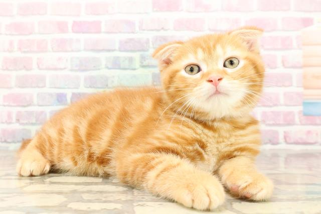 東京都のスコティッシュフォールド (Coo&RIKU高円寺店/2025年9月2日生まれ/男の子/レッドタビー)の子猫の3枚目の画像