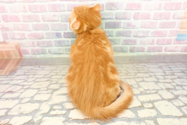 東京都のスコティッシュフォールド (Coo&RIKU高円寺店/2025年9月2日生まれ/男の子/レッドタビー)の子猫の4枚目の画像