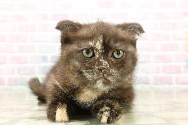 栃木県のスコティッシュフォールド (Coo&RIKU宇都宮店/2025年9月2日生まれ/女の子/トーティー)の子猫