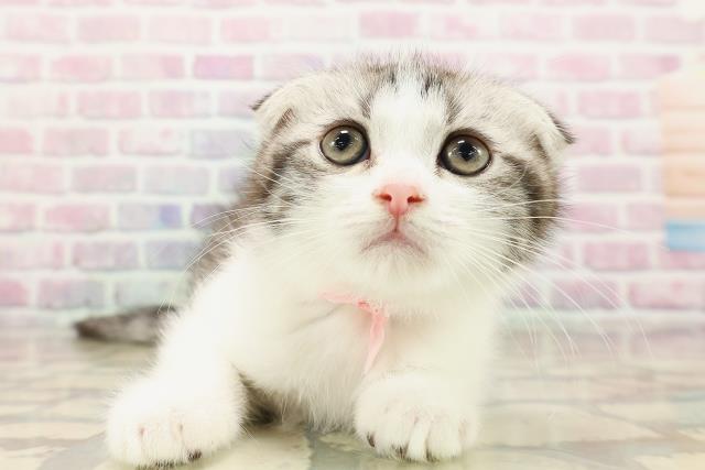 東京都のスコティッシュフォールド (Coo&RIKU中野サンモール店/2025年9月2日生まれ/女の子/シルバータビーホワイト)の子猫の1枚目の画像