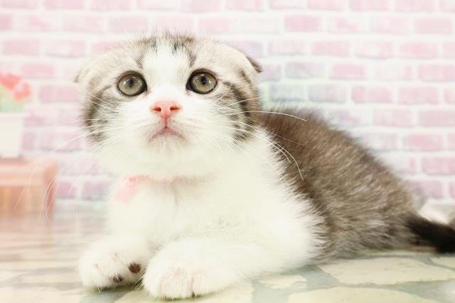 東京都のスコティッシュフォールド (Coo&RIKU中野サンモール店/2025年9月2日生まれ/女の子/シルバータビーホワイト)の子猫の2枚目の画像