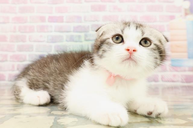 東京都のスコティッシュフォールド (Coo&RIKU中野サンモール店/2025年9月2日生まれ/女の子/シルバータビーホワイト)の子猫の3枚目の画像