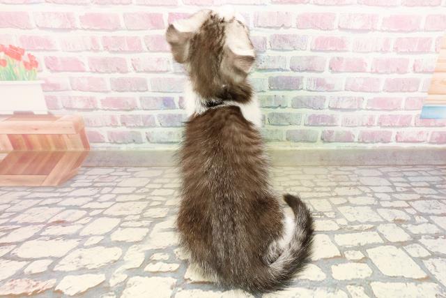 東京都のスコティッシュフォールド (Coo&RIKU中野サンモール店/2025年9月2日生まれ/女の子/シルバータビーホワイト)の子猫の4枚目の画像