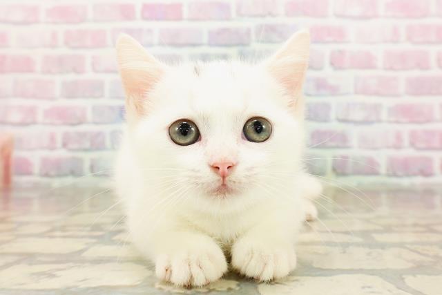栃木県のマンチカン (Coo&RIKU宇都宮店/2025年8月17日生まれ/男の子/ホワイト)の子猫
