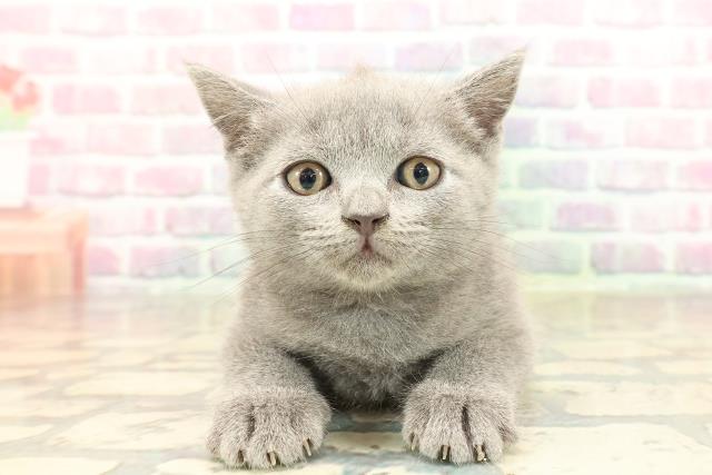 ブリティッシュショートヘアー