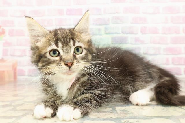 神奈川県のメインクーン (Coo&RIKU平塚店/2025年8月23日生まれ/女の子/ブラウンタビーホワイト)の子猫の2枚目の画像