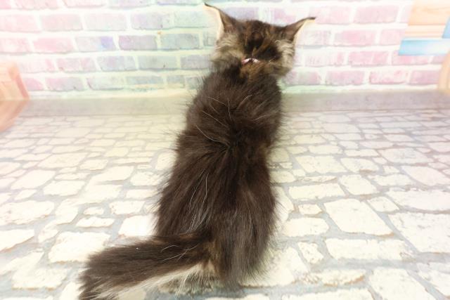 神奈川県のメインクーン (Coo&RIKU平塚店/2025年8月23日生まれ/女の子/ブラウンタビーホワイト)の子猫の4枚目の画像