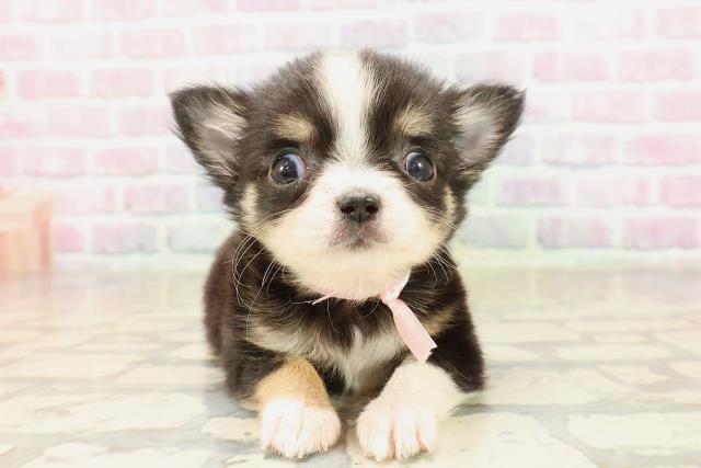 東京都のチワワ(ロング) (Coo&RIKU自由が丘店/2025年9月1日生まれ/女の子/ブラックホワイトタン)の子犬の1枚目の画像