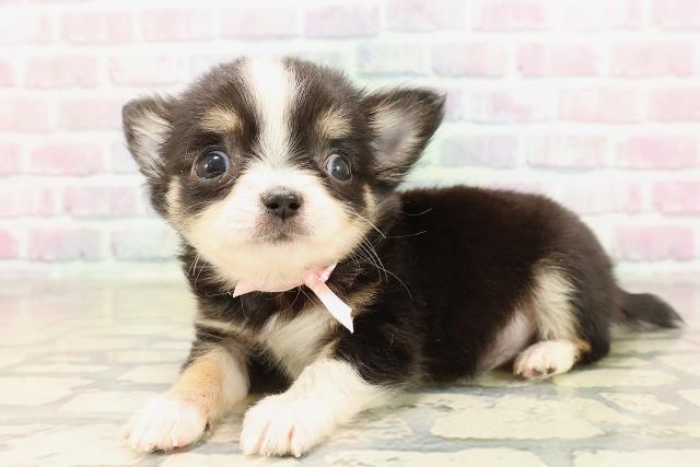 東京都のチワワ(ロング) (Coo&RIKU自由が丘店/2025年9月1日生まれ/女の子/ブラックホワイトタン)の子犬の2枚目の画像
