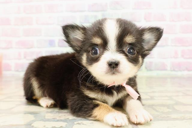 東京都のチワワ(ロング) (Coo&RIKU自由が丘店/2025年9月1日生まれ/女の子/ブラックホワイトタン)の子犬の3枚目の画像