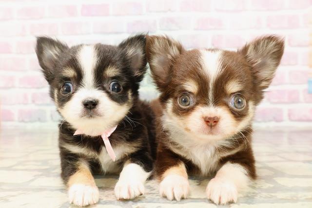 東京都のチワワ(ロング) (Coo&RIKU自由が丘店/2025年9月1日生まれ/女の子/ブラックホワイトタン)の子犬の4枚目の画像