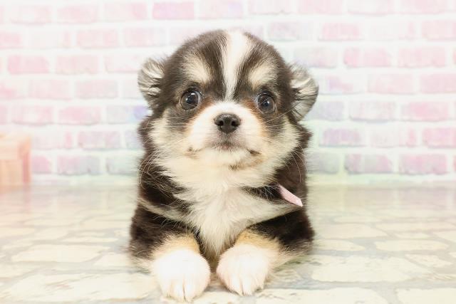 埼玉県のチワワ(ロング) (Coo&RIKU川越店/2025年9月1日生まれ/女の子/ブラックホワイトタン)の子犬