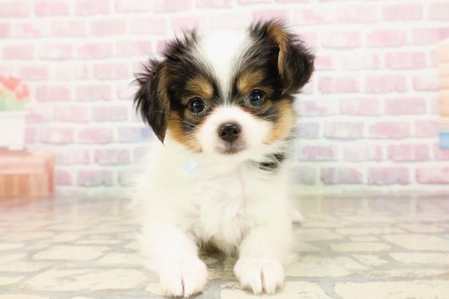 神奈川県のパピヨン (Coo&RIKU藤沢店/2025年9月1日生まれ/男の子/トライカラー)の子犬の1枚目の画像