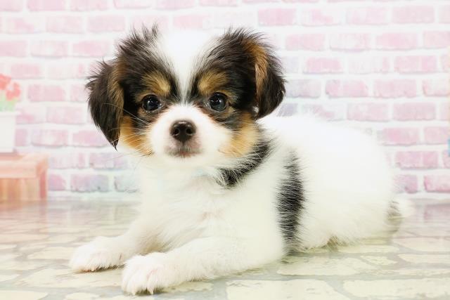 神奈川県のパピヨン (Coo&RIKU藤沢店/2025年9月1日生まれ/男の子/トライカラー)の子犬の2枚目の画像