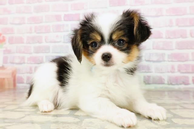 神奈川県のパピヨン (Coo&RIKU藤沢店/2025年9月1日生まれ/男の子/トライカラー)の子犬の3枚目の画像