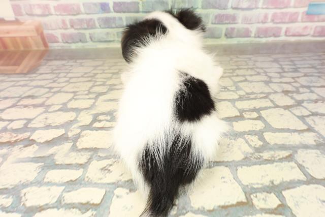 神奈川県のパピヨン (Coo&RIKU藤沢店/2025年9月1日生まれ/男の子/トライカラー)の子犬の4枚目の画像