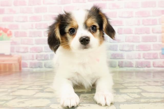 山梨県のパピヨン (Coo&RIKU甲府昭和通り店/2025年9月1日生まれ/女の子/トライカラー)の子犬の1枚目の画像