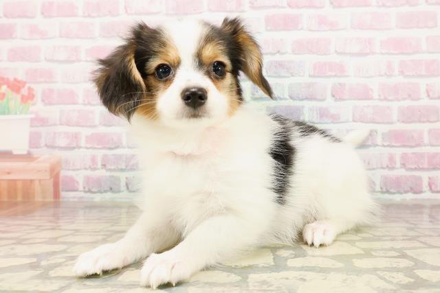 山梨県のパピヨン (Coo&RIKU甲府昭和通り店/2025年9月1日生まれ/女の子/トライカラー)の子犬の2枚目の画像