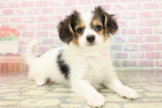 山梨県のパピヨン (Coo&RIKU甲府昭和通り店/2025年9月1日生まれ/女の子/トライカラー)の子犬の3枚目の画像