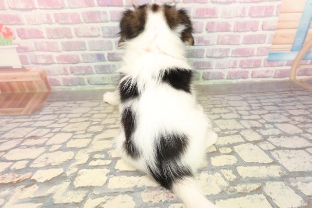 山梨県のパピヨン (Coo&RIKU甲府昭和通り店/2025年9月1日生まれ/女の子/トライカラー)の子犬の4枚目の画像