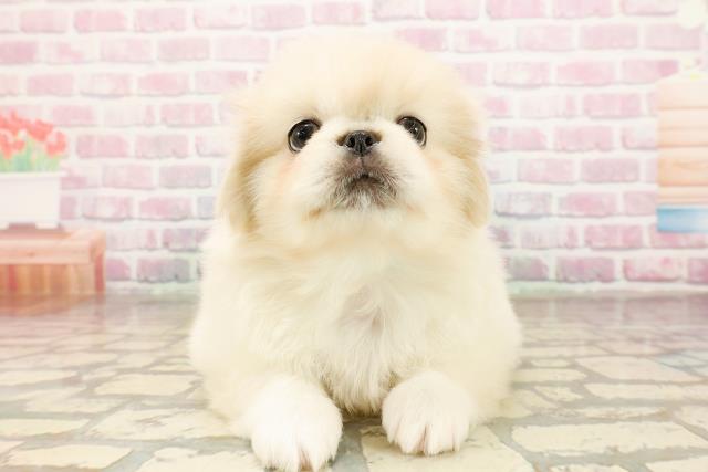 東京都のペキニーズ (Coo&RIKU中野サンモール店/2025年9月2日生まれ/男の子/クリームホワイト)の子犬の1枚目の画像