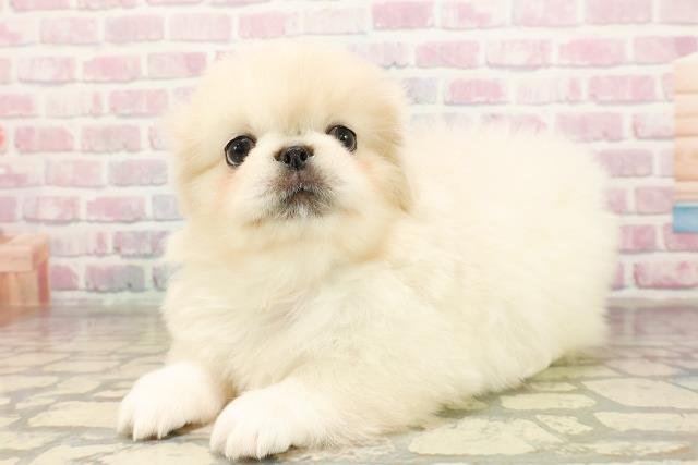 東京都のペキニーズ (Coo&RIKU中野サンモール店/2025年9月2日生まれ/男の子/クリームホワイト)の子犬の2枚目の画像
