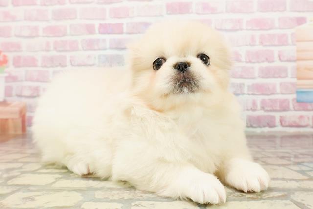 東京都のペキニーズ (Coo&RIKU中野サンモール店/2025年9月2日生まれ/男の子/クリームホワイト)の子犬の3枚目の画像