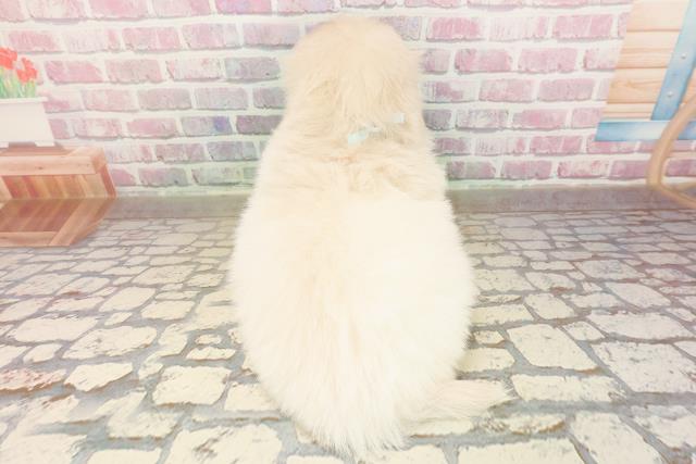 東京都のペキニーズ (Coo&RIKU中野サンモール店/2025年9月2日生まれ/男の子/クリームホワイト)の子犬の4枚目の画像