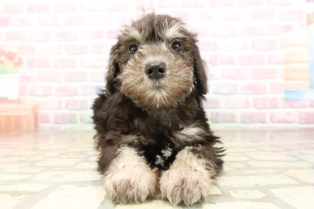 埼玉県のミニチュアシュナウザー (Coo&RIKU川越店/2025年9月2日生まれ/女の子/ブラックシルバー)の子犬