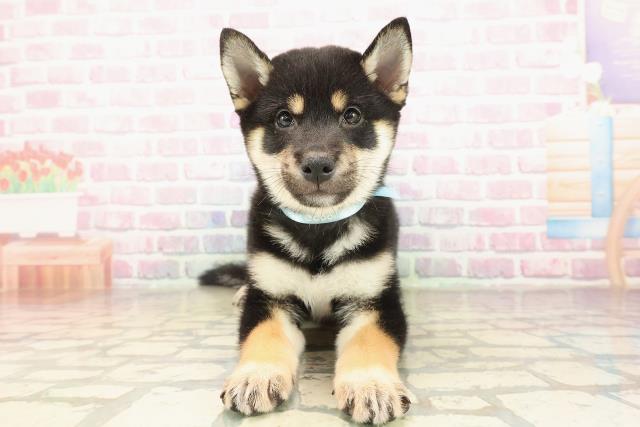 埼玉県の柴犬(標準サイズ) (Coo&RIKU川越店/2025年9月3日生まれ/男の子/黒)の子犬