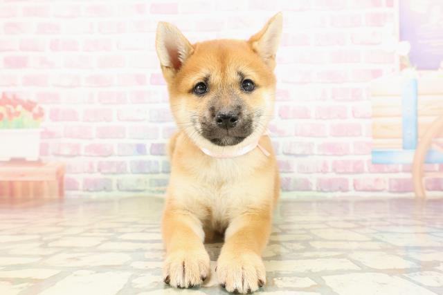 栃木県の柴犬(標準サイズ) (Coo&RIKU宇都宮店/2025年9月3日生まれ/女の子/赤)の子犬