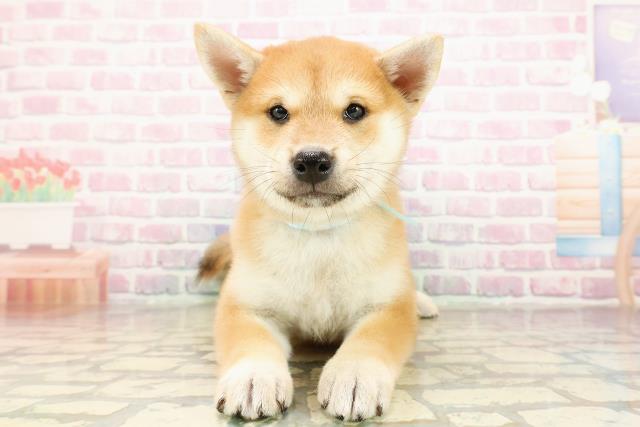 栃木県の柴犬(標準サイズ) (Coo&RIKUFKDインターパーク店/2025年9月3日生まれ/男の子/赤)の子犬