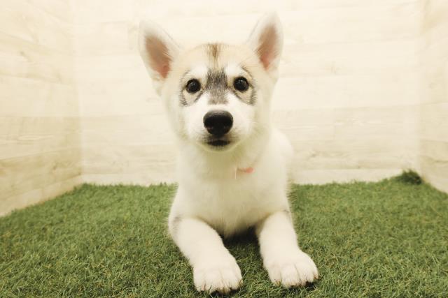 埼玉県のシベリアンハスキー (Coo&RIKU川越店/2025年8月8日生まれ/女の子/シルバーホワイト)の子犬の1枚目の画像