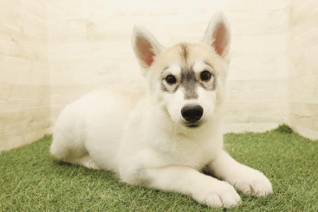 埼玉県のシベリアンハスキー (Coo&RIKU川越店/2025年8月8日生まれ/女の子/シルバーホワイト)の子犬の3枚目の画像