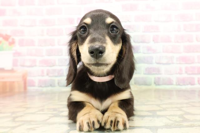 東京都のミニチュアダックスフンド(ロング) (Coo&RIKU新小岩店/2025年8月26日生まれ/女の子/ブラックタン)の子犬の1枚目の画像